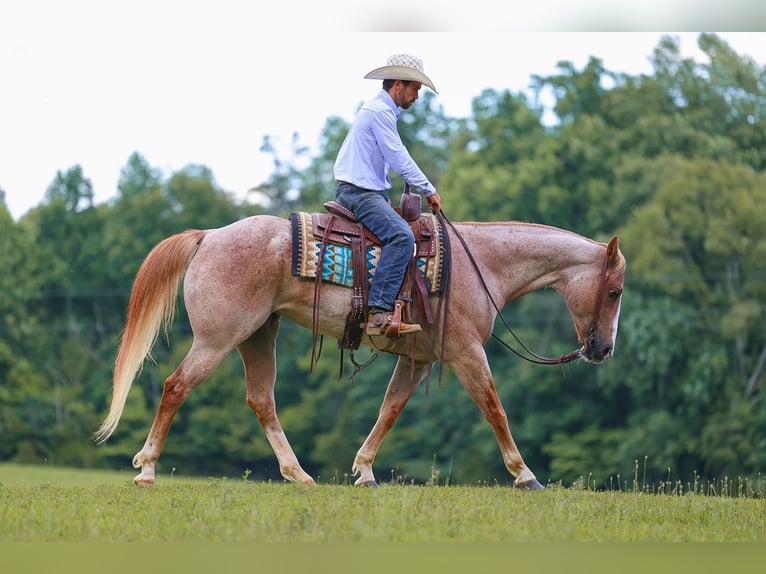 American Paint Horse Mare 10 years 15 hh Roan-Red in Lyles