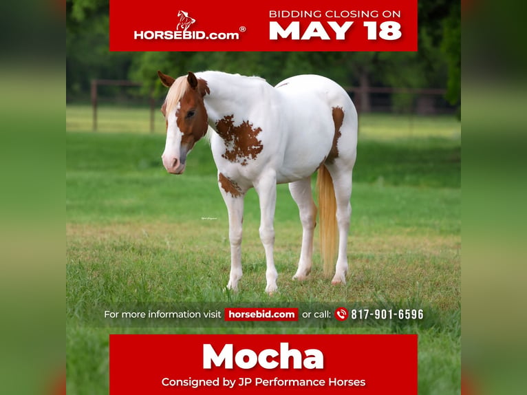 American Paint Horse Mare 10 years Pinto in Weatherford