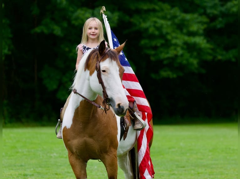 American Paint Horse Mare 10 years Pinto in North Bloomfield