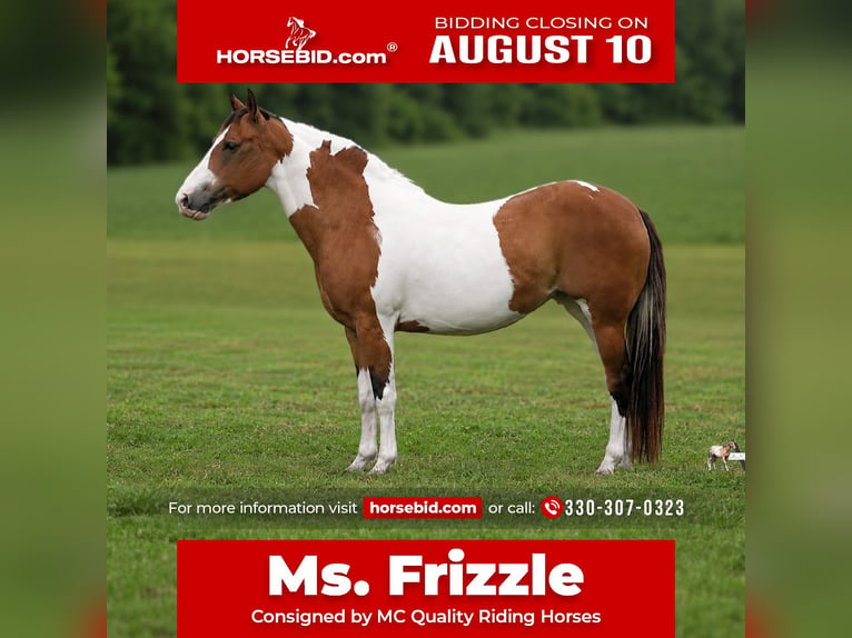 American Paint Horse Mare 10 years Pinto in North Bloomfield