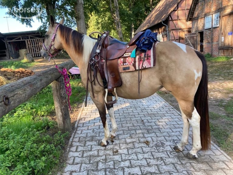 American Paint Horse Mare 11 years 14.2 hh Buckskin in Schwanewede