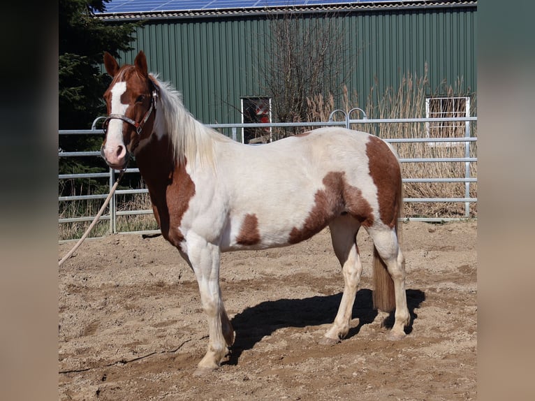 American Paint Horse Mare 11 years 14.2 hh Tobiano-all-colors in Barlt
