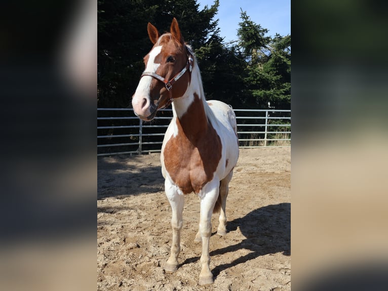 American Paint Horse Mare 11 years 14.2 hh Tobiano-all-colors in Barlt