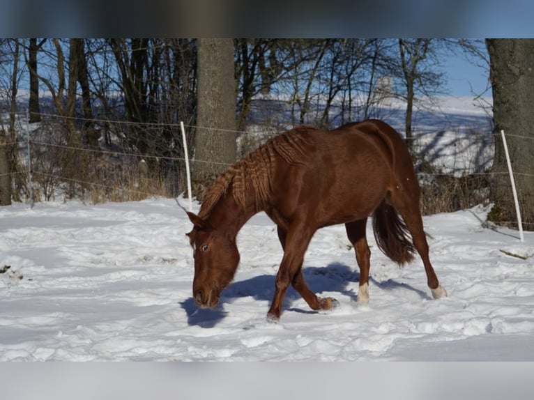 American Paint Horse Mare 11 years 14.3 hh Chestnut-Red in Frankenberg (Eder)