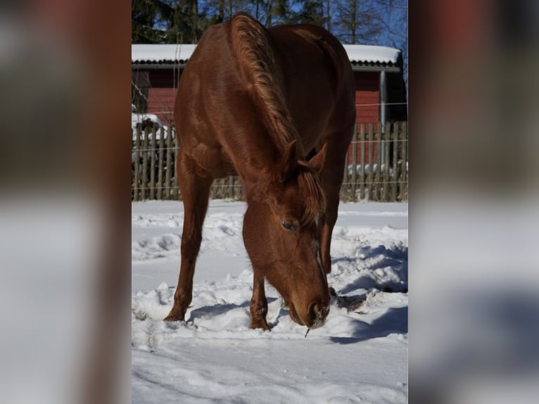 American Paint Horse Mare 11 years 14.3 hh Chestnut-Red in Frankenberg (Eder)