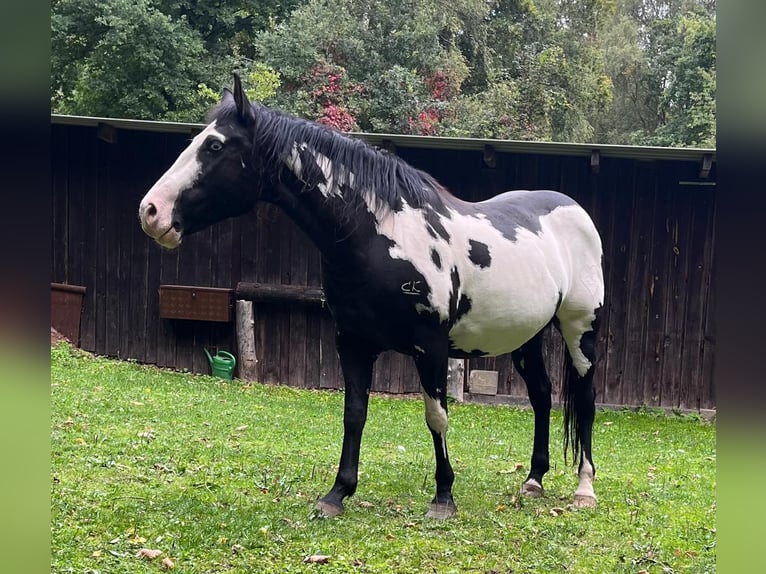 American Paint Horse Mare 11 years 14.3 hh Overo-all-colors in Bebra