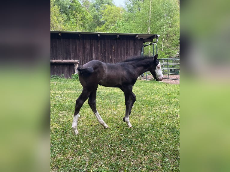 American Paint Horse Mare 11 years 14.3 hh Overo-all-colors in Bebra