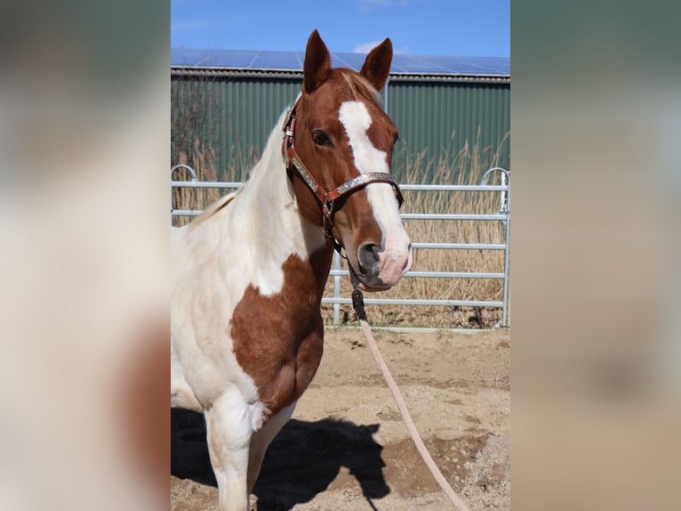 American Paint Horse Mare 11 years 14,2 hh Tobiano-all-colors in Barlt