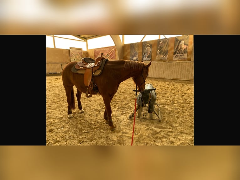 American Paint Horse Mare 11 years 14,3 hh Chestnut-Red in Frankenberg (Eder)