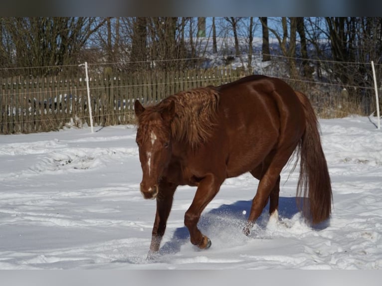 American Paint Horse Mare 11 years 14,3 hh Chestnut-Red in Frankenberg (Eder)