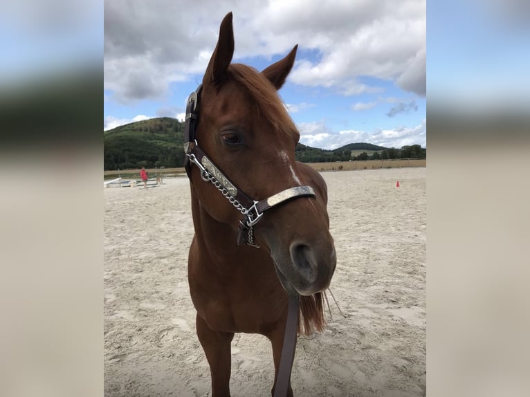 American Paint Horse Mare 11 years 14,3 hh Chestnut-Red in Frankenberg (Eder)