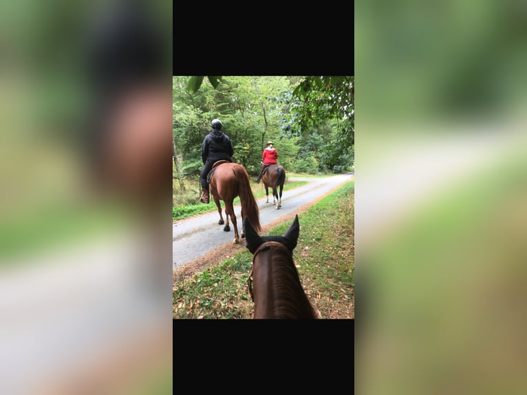 American Paint Horse Mare 11 years 14,3 hh Chestnut-Red in Frankenberg (Eder)