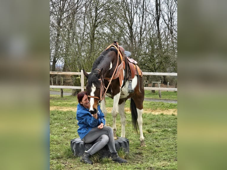 American Paint Horse Mix Mare 11 years 14,3 hh Pinto in Linkenbach