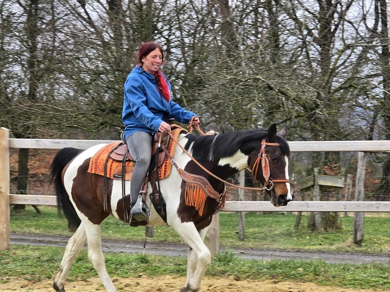 American Paint Horse Mix Mare 11 years 14,3 hh Pinto in Linkenbach