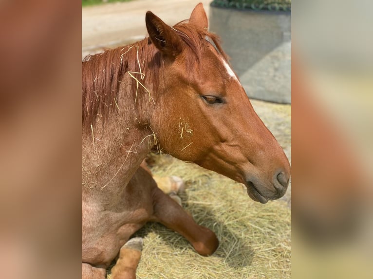 American Paint Horse Mare 11 years 15.1 hh Roan-Red in Rösrath