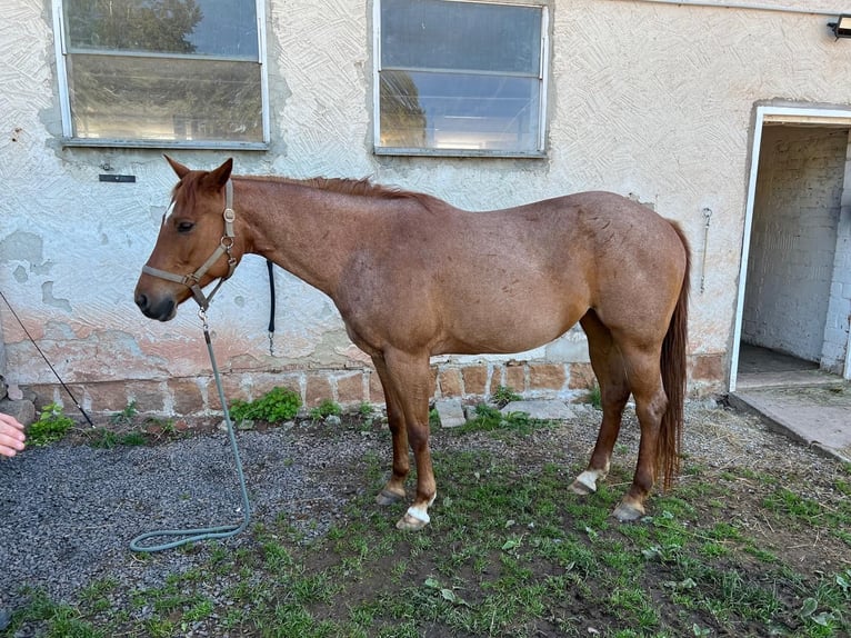 American Paint Horse Mare 11 years 15.1 hh Roan-Red in Rösrath