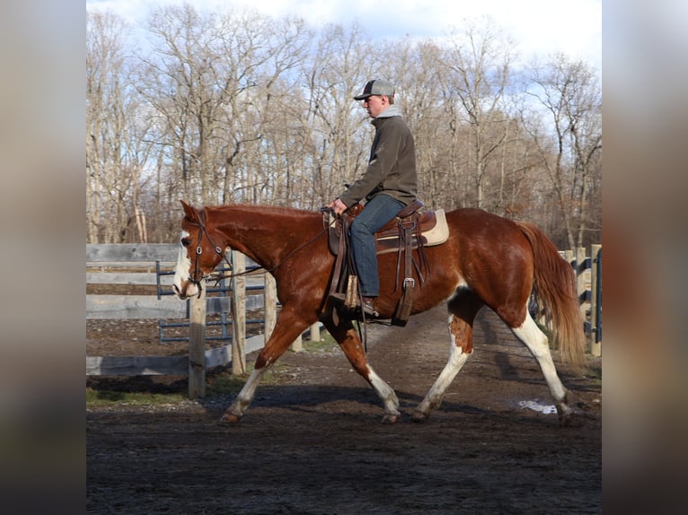 American Paint Horse Mare 11 years 15 hh Overo-all-colors in Howell