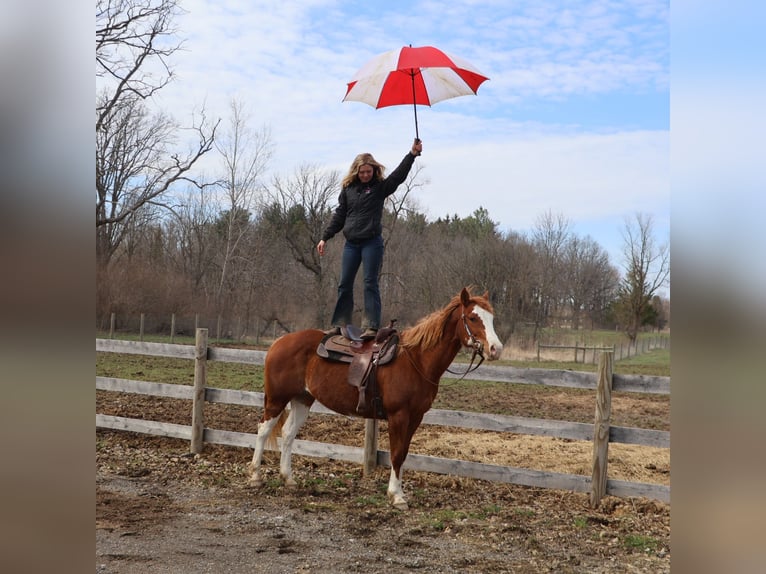 American Paint Horse Mare 11 years 15 hh Overo-all-colors in Howell