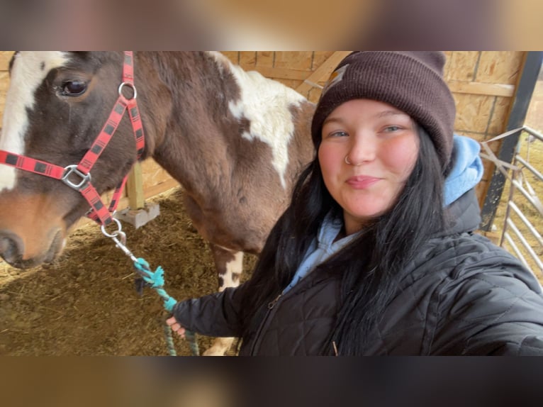 American Paint Horse Mix Mare 11 years 15 hh Pinto in Stockton