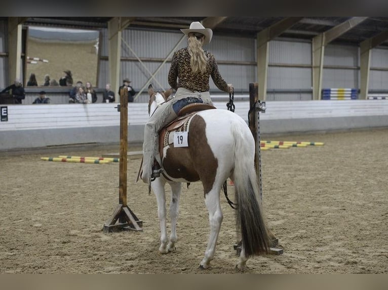 American Paint Horse Mare 11 years 15 hh Tovero-all-colors in Gudbjerg