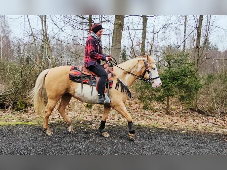 American Paint Horse Mare 11 years 15,1 hh Overo-all-colors in Linkenbach