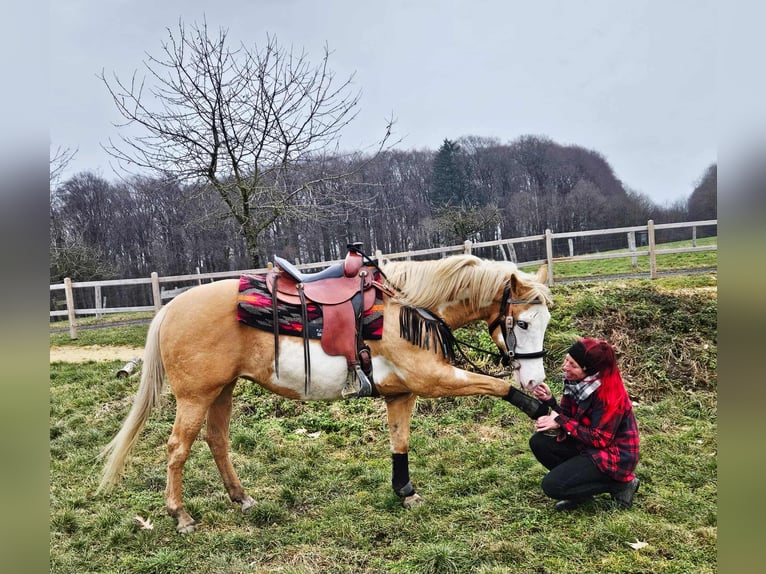 American Paint Horse Mare 11 years 15,1 hh Overo-all-colors in Linkenbach