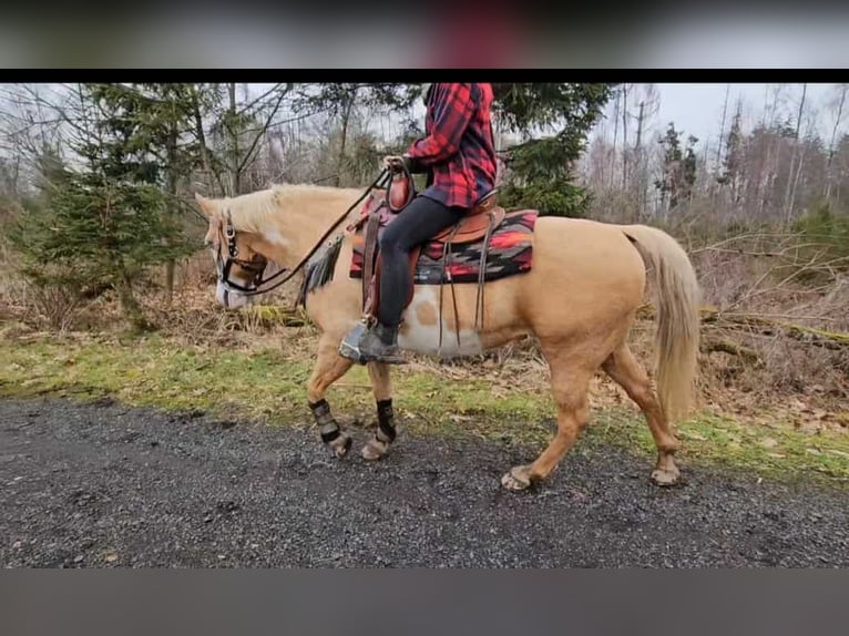 American Paint Horse Mare 11 years 15,1 hh Overo-all-colors in Linkenbach
