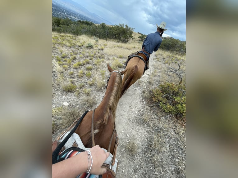 American Paint Horse Mare 11 years 16 hh Overo-all-colors in Cedar Hills