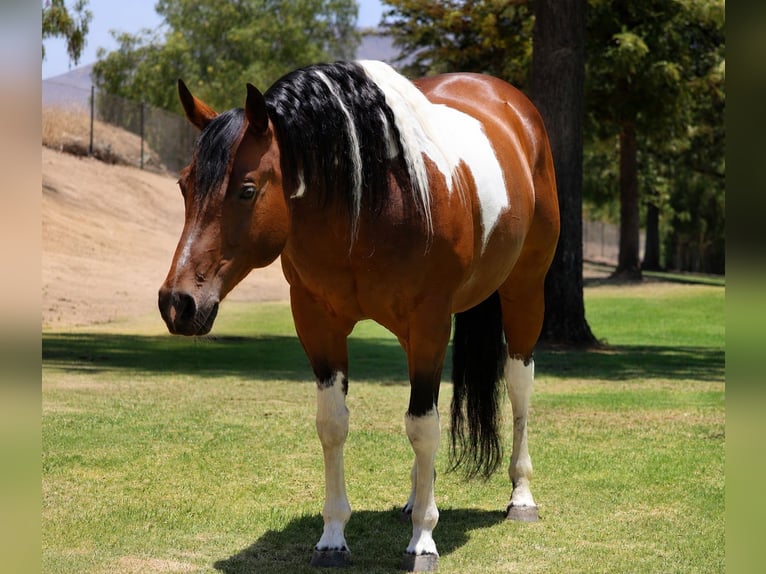 American Paint Horse Mare 11 years Pinto in Norco