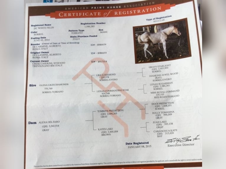 American Paint Horse Mare 11 years Tobiano-all-colors in Anguillara Sabazia