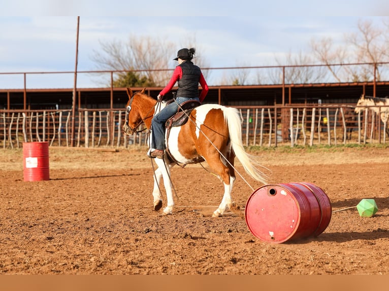 American Paint Horse Mare 12 years 14.3 hh Pinto in Ripley
