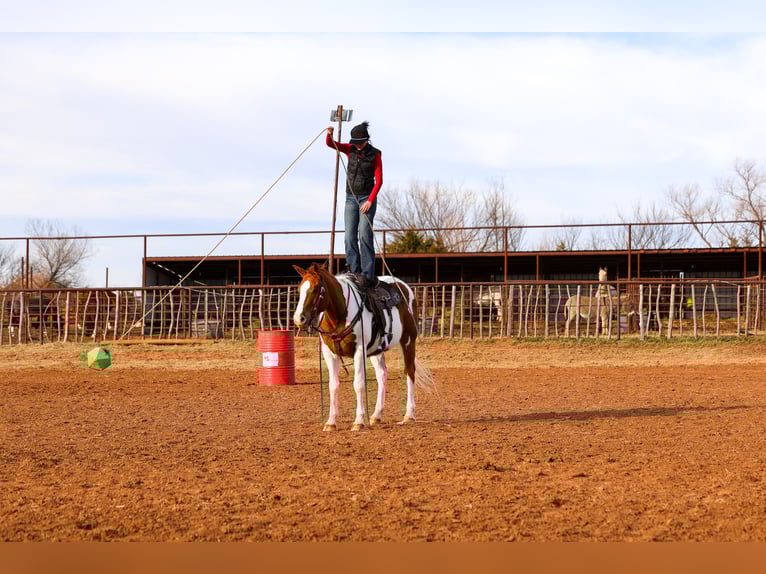 American Paint Horse Mare 12 years 14.3 hh Pinto in Ripley