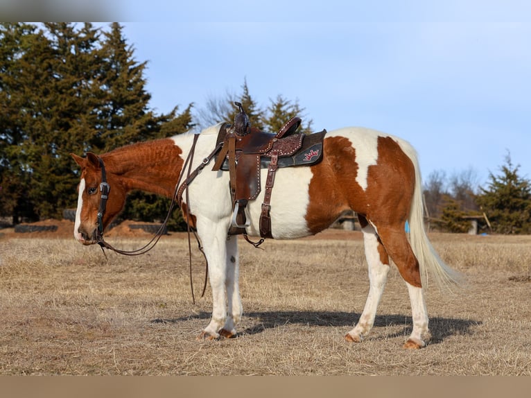 American Paint Horse Mare 12 years 14,3 hh Pinto in Ripley