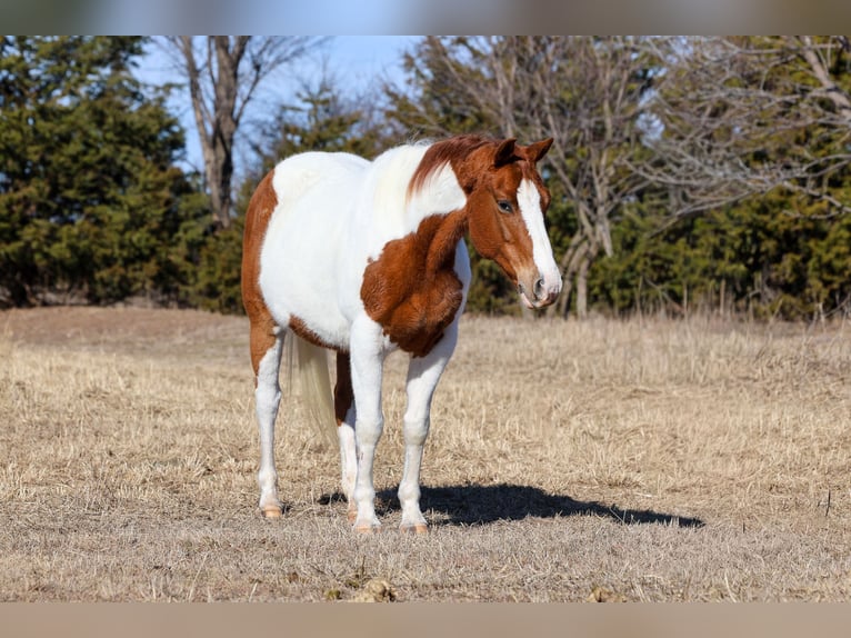 American Paint Horse Mare 12 years 14,3 hh Pinto in Ripley