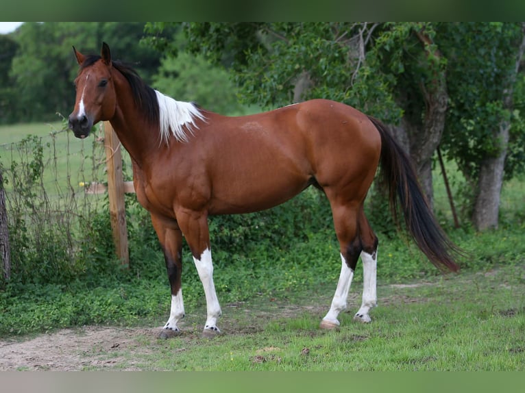American Paint Horse Mare 12 years 15.1 hh Tobiano-all-colors in Fresno