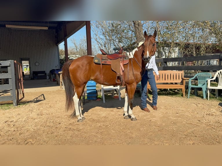 American Paint Horse Mare 12 years 15.1 hh Tobiano-all-colors in Fresno