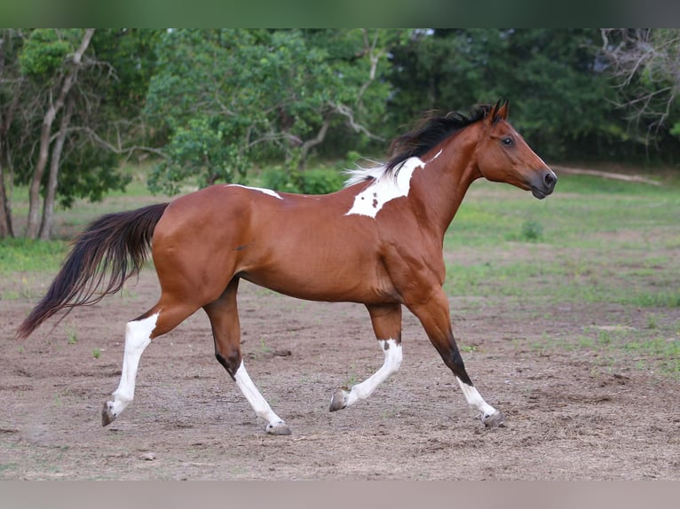 American Paint Horse Mare 12 years 15.1 hh Tobiano-all-colors in Fresno