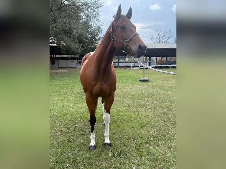 American Paint Horse Mare 12 years 15.1 hh Tobiano-all-colors in Fresno