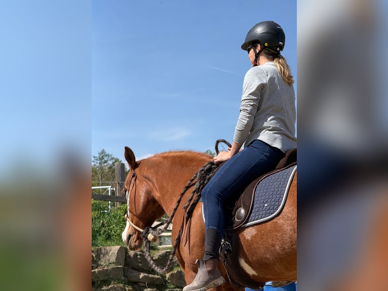 American Paint Horse Mare 12 years 15 hh Overo-all-colors in Thalgau