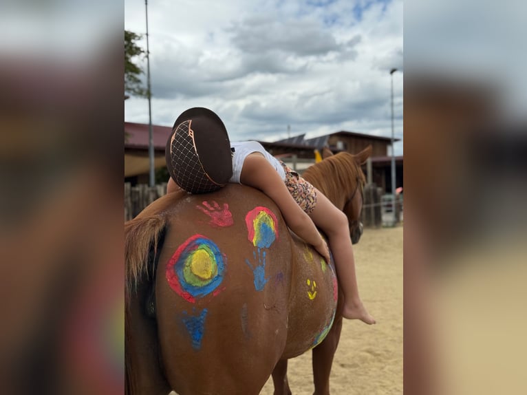 American Paint Horse Mare 12 years 15 hh Overo-all-colors in Thalgau