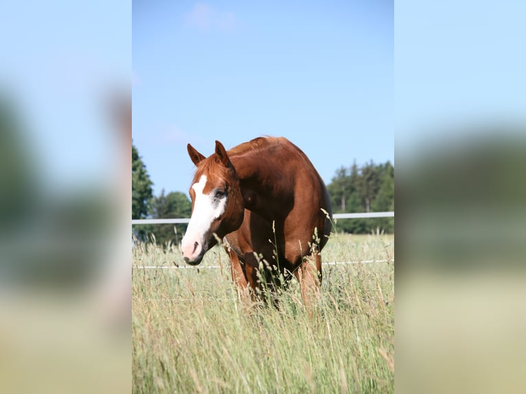 American Paint Horse Mare 12 years 15 hh Overo-all-colors in Thalgau