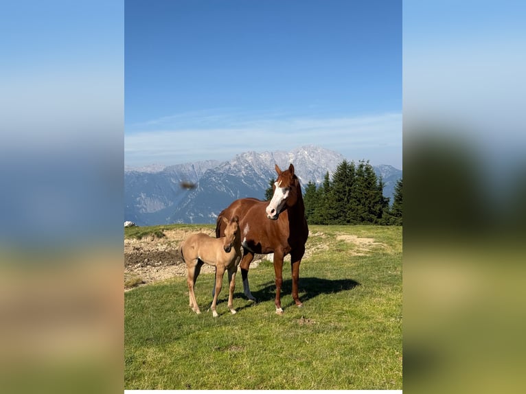 American Paint Horse Mare 12 years 15 hh Overo-all-colors in Thalgau