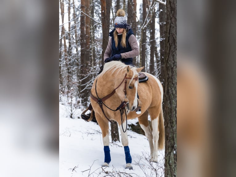 American Paint Horse Mare 12 years 15 hh Overo-all-colors in Pregarten