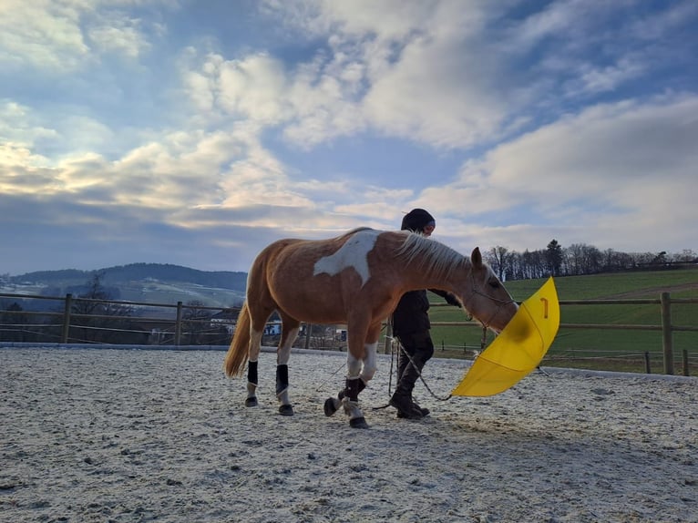 American Paint Horse Mare 12 years 15 hh Overo-all-colors in Pregarten