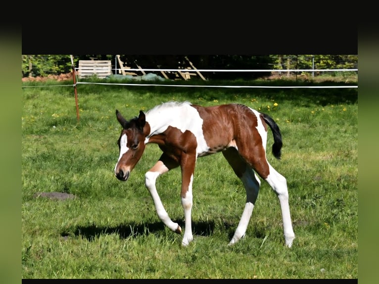 American Paint Horse Mare 12 years 15 hh Tobiano-all-colors in Ascheberg