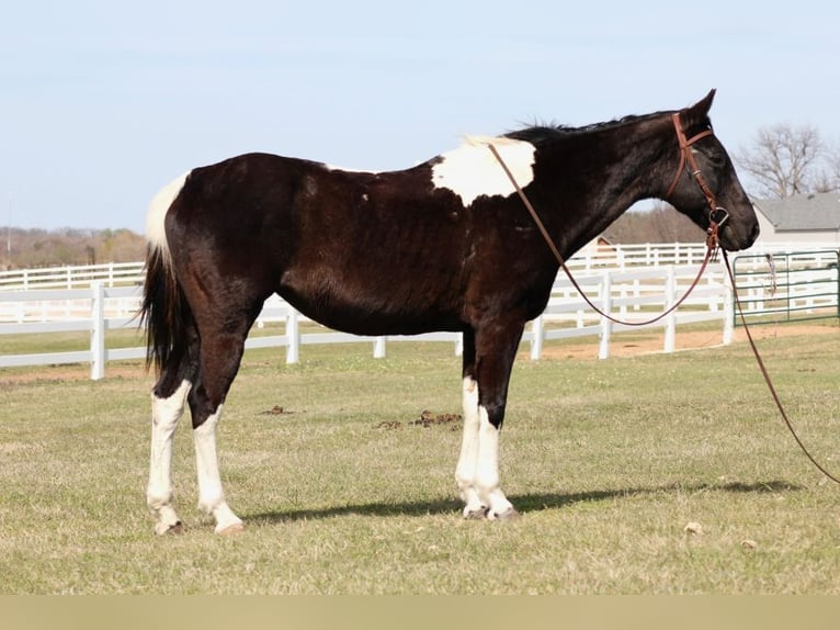 American Paint Horse Mare 12 years 15 hh Tobiano-all-colors in Mckinney