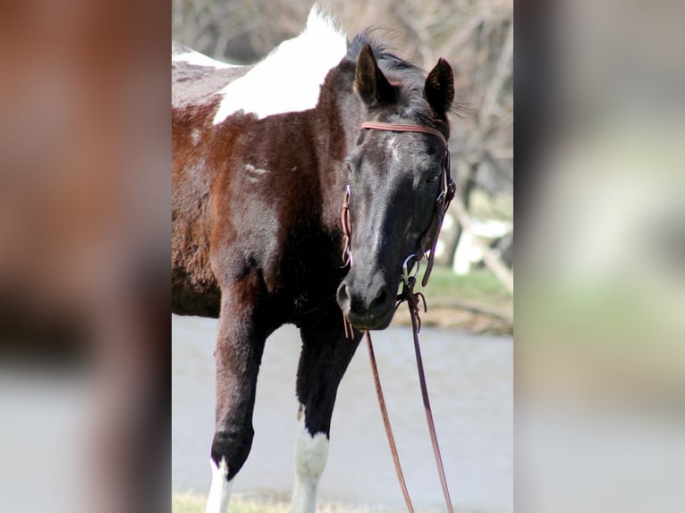 American Paint Horse Mare 12 years 15 hh Tobiano-all-colors in Mckinney