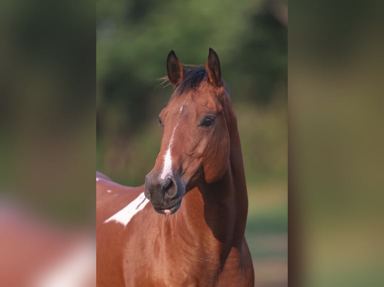 American Paint Horse Mare 12 years 15,1 hh Tobiano-all-colors in Fresno