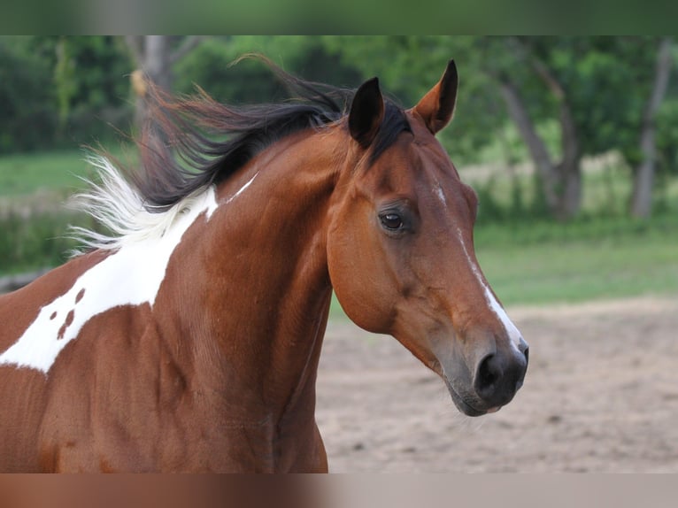 American Paint Horse Mare 12 years 15,1 hh Tobiano-all-colors in Fresno