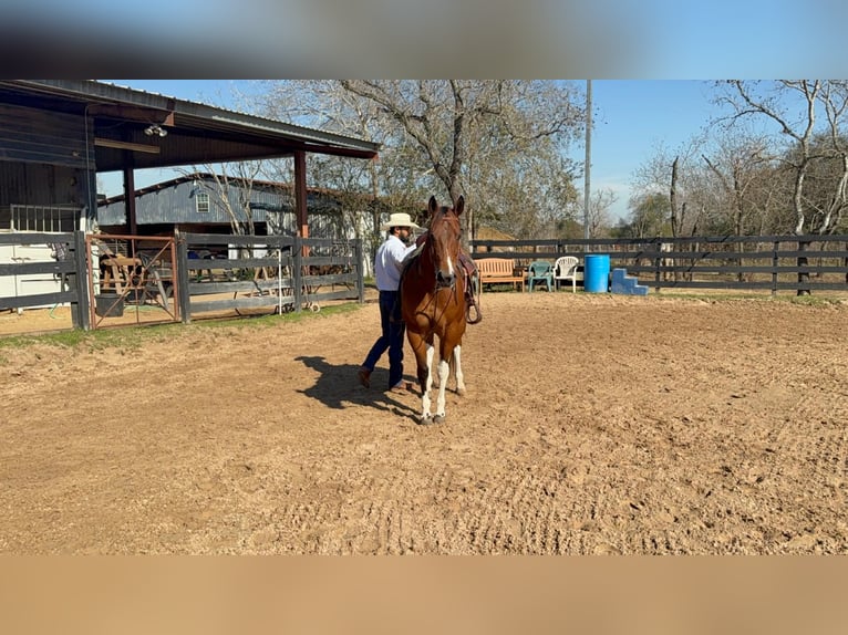 American Paint Horse Mare 12 years 15,1 hh Tobiano-all-colors in Fresno